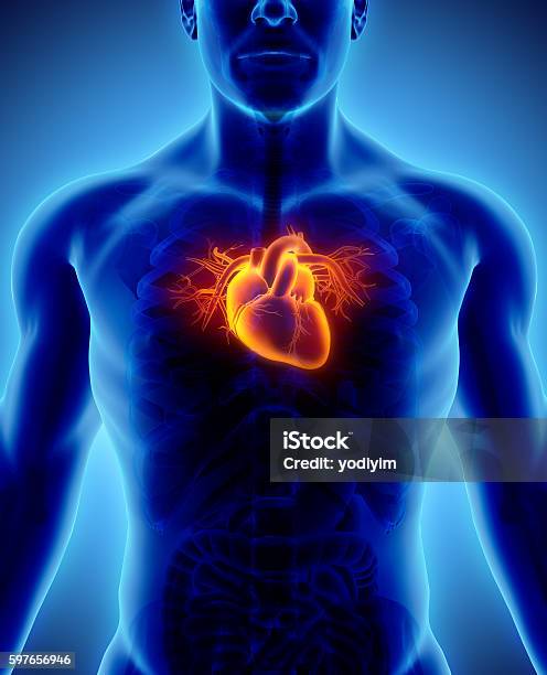 3 D 의 삽화 심장 의료 컨셉입니다 하트 모양에 대한 스톡 사진 및 기타 이미지 - 하트 모양, 건강관리와 의술, 인간의 심장