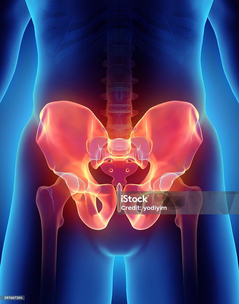 Hip Skeleton on blue background. 3D illustration of Hip Skeleton, medical concept. Hip - Body Part Stock Photo