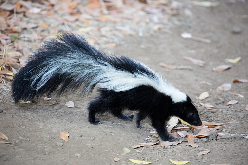 The striped skunk is a skunk of the genus Mephitis that is native to southern Canada, the United States and northern Mexico.