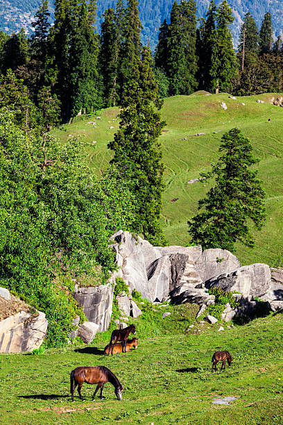 istock Horses grazing in mountains 597657582