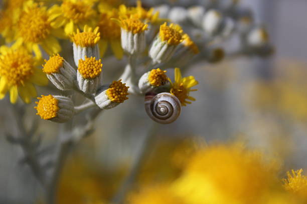 Snail and Yellow Flower