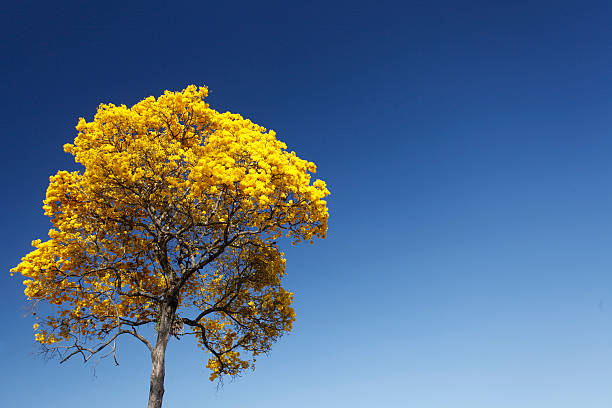 istock Bloom detail yellow ipe with blue sky 597658322