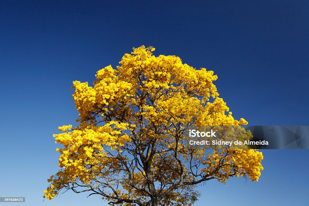 Foto de Detalhe Do Ipê Flor Amarela Com Céu Azul e mais fotos de stock de  Amarelo - Amarelo, Azul, Beleza natural - Natureza - iStock