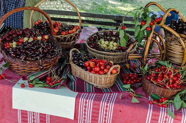 istock Feast of cherry fruit in the Kyustendil 597658590