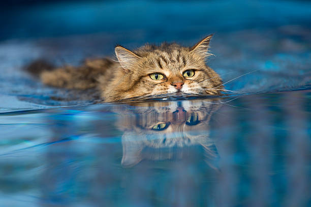 cat swimming in the pool - swimming animal imagens e fotografias de stock