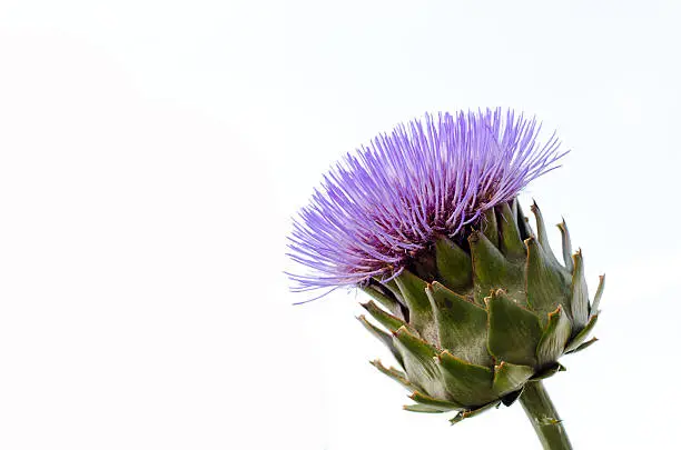 Isolated flowering artichoke