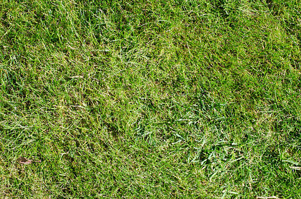 istock Background of fresh green grass 597661072