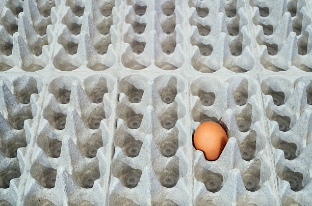Chicken egg in a box stock photo