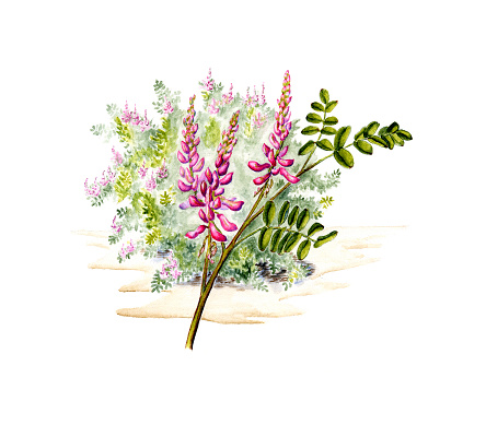 Watercolor botanical illustration of an indigofera plant. Pink blossoms, leaves, and the flowering indigo shrub in the background. This is a scanned image of a hand-painted floral illustration with accurate details.