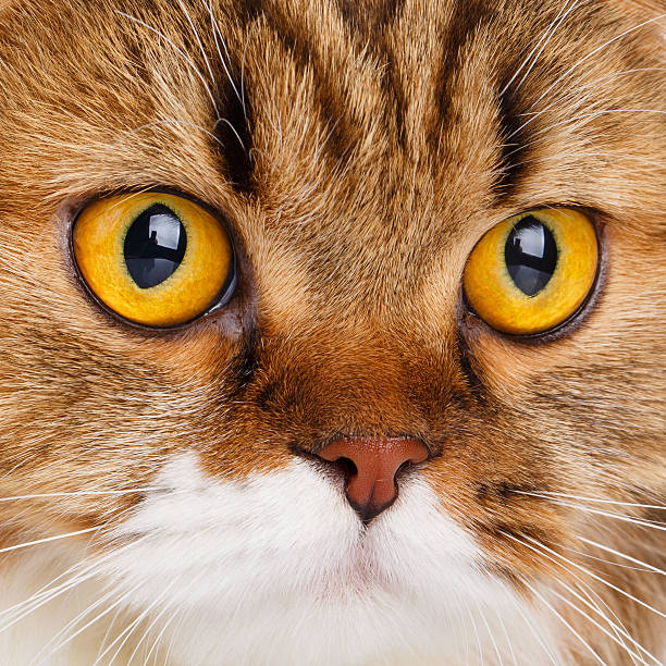 istock serious Scottish Fold cat on white background closeup 597662064
