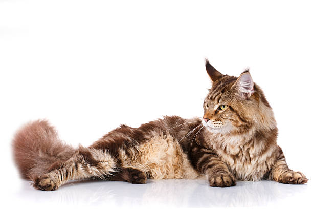 istock brown Maine Coon cat lying on white background 597663070