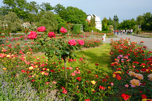 Prague, Czech Republic - June 11th, 2016: Rose garden on Petřín Hill. In the foreground colorful rose flowerbed. In the bacground observatory (in the middle) and some people walking on the path on the right. Horizontal image in a sunny day.