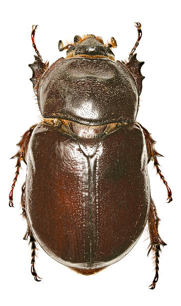 istock European rhinoceros beetle on white Background 597664200