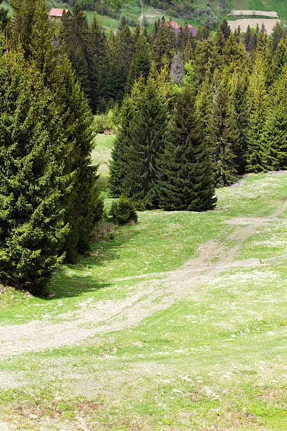 landscape consist of green grassy valley with footpath on a foreground and row of green fir-trees with hills on a background