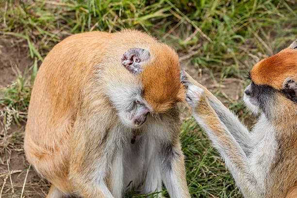 istock Two Patas Monkeys Take Care Each Other 597664572