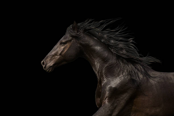 corsa ritratto cavallo nero isolata su sfondo nero - stallion foto e immagini stock