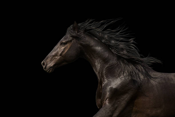 black horse portrait run isolated on black background - stallion imagens e fotografias de stock