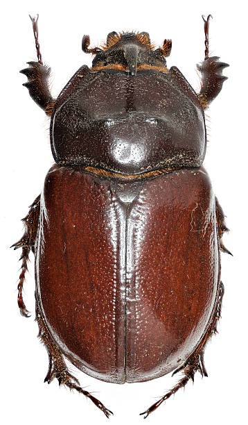 istock European rhinoceros beetle on white Background 597665620