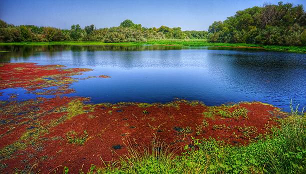 fiume stanislaus nella california centrale durante l'estate - stanislaus county foto e immagini stock