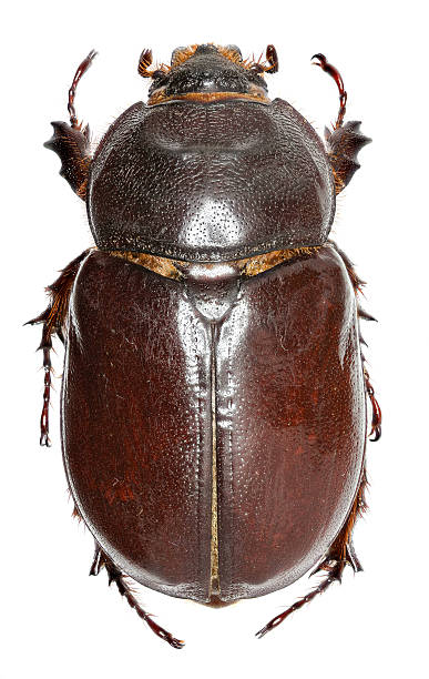 istock European rhinoceros beetle on white Background 597666842