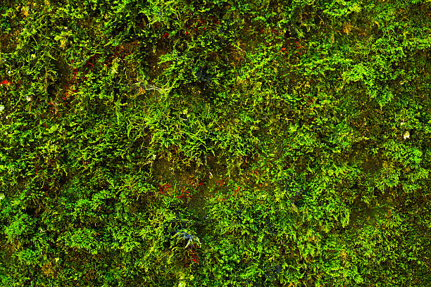 istock Close-up of moss at wall 597667402