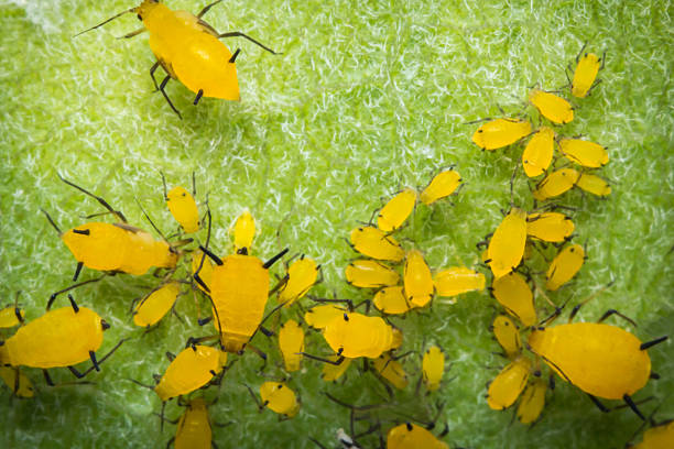 Yellow Aphids Macro Macro closeup tiny yellow aphids on leaf stem black fly photos stock pictures, royalty-free photos & images