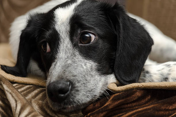 istock The puppy lay a sad, close-up 597668138