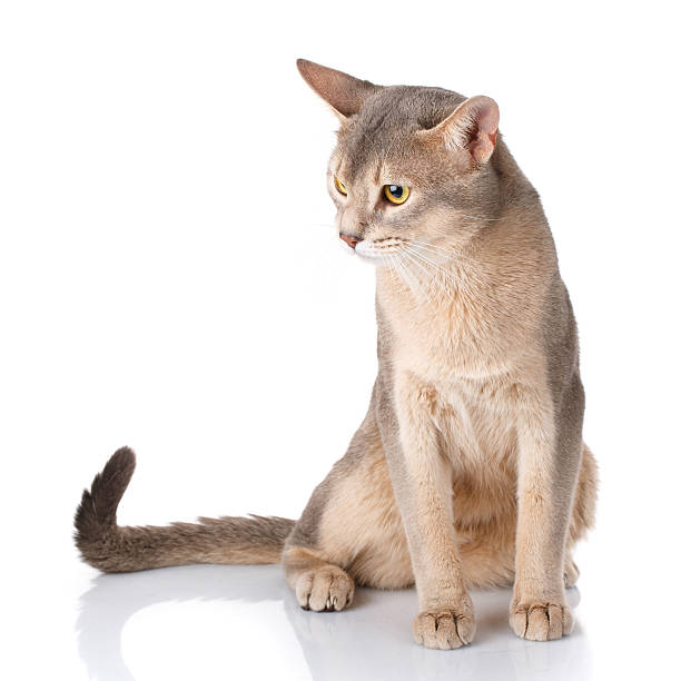 istock Redhead cat abyssyn siting front isolatet on white 597668668