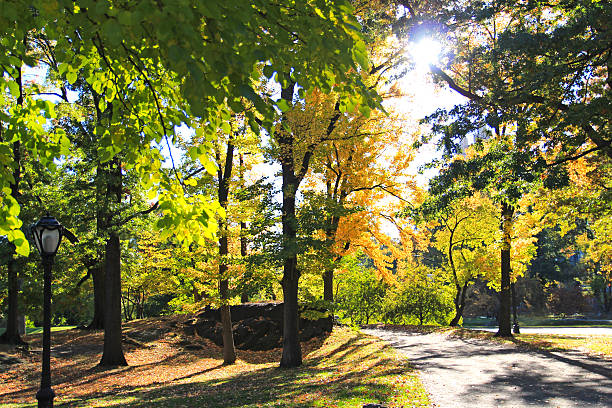 istock Sunny Early Autumn Day in the Park 597670488