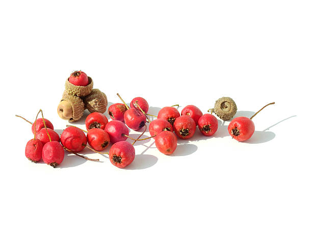 赤いサンザシベリー、白い背景に分離された秋のオークのドングリ - hawthorn berry fruit common fruit ストックフォトと画像