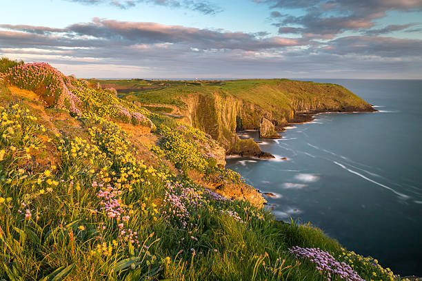 Old Head of Kinsale Beautiful nature scene with blooming flowers in sunset. republic of ireland stock pictures, royalty-free photos & images