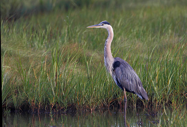 istock Great blue heron (Ardea herodias) standing, New Jersey, USA 597671816