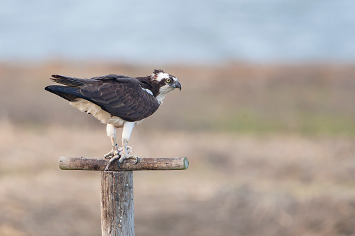 Águila pescadora (Pandion haliaetus) en el poste, Nueva Jersey, EE. UU. photo