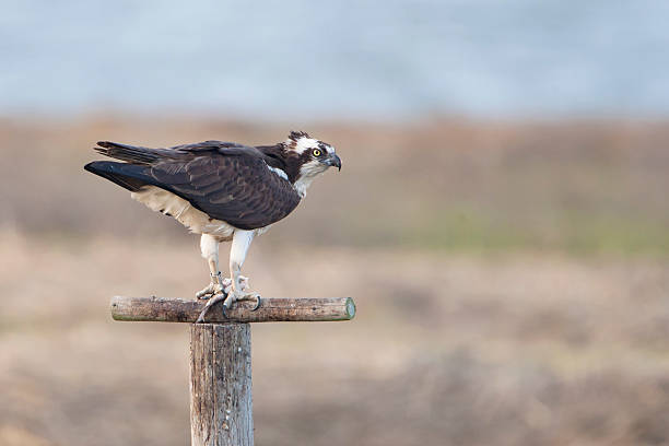 Osprey (Pandion haliaetus) on pole, New Jersey, USA stock photo