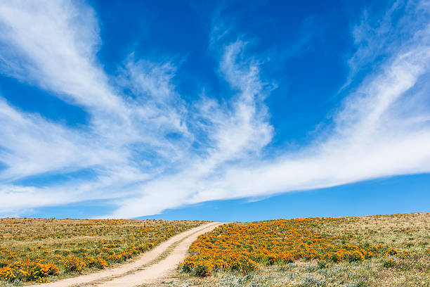 грунтовая дорога обмотки через долину антилопы калифорнии мак заповедника - horizon sky blue poppy стоковые фото и изображения