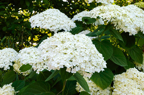 istock Shrub with white lush flowers - hydrangea. To park, garden. 597673916