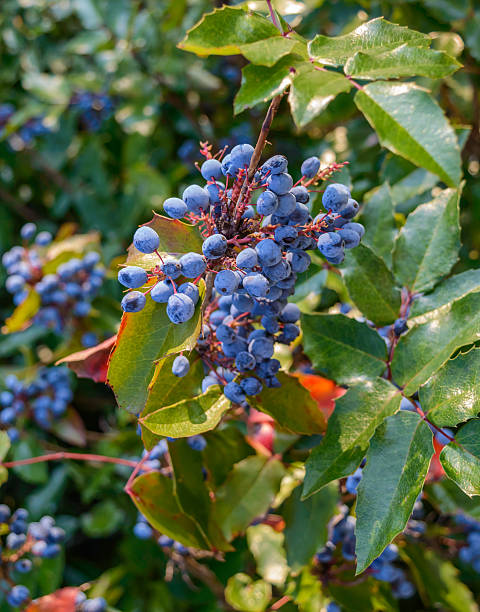 istock Decorative bush with blue berries. For square, park, garden. 597674240