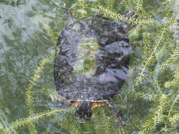 istock Florida Red-bellied Cooter (Pseudemys nelsoni) 597674250