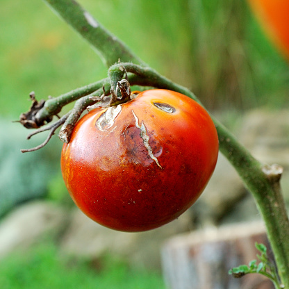 tomato with blight.