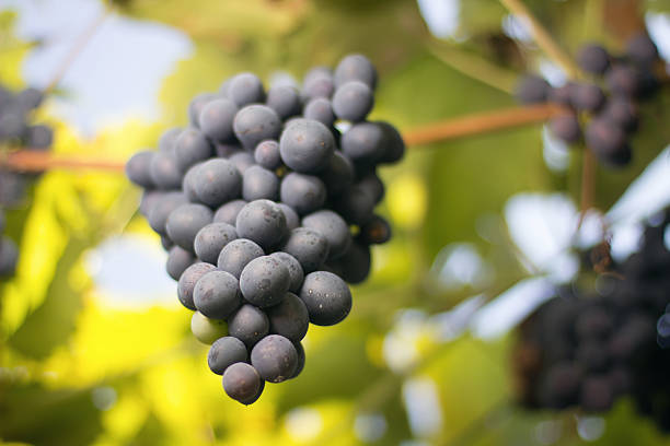 istock Bunches of red wine grapes growing in Italian fields. 597674682