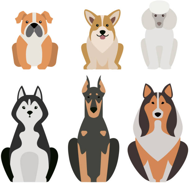 Different dogs breed isolated on white Vector illustration of different dogs breed isolated on white background. Flat dogs breed vector icon illustration, flat dogs breed isolated vector. Dog breed flat silhouette spitz type dog stock illustrations