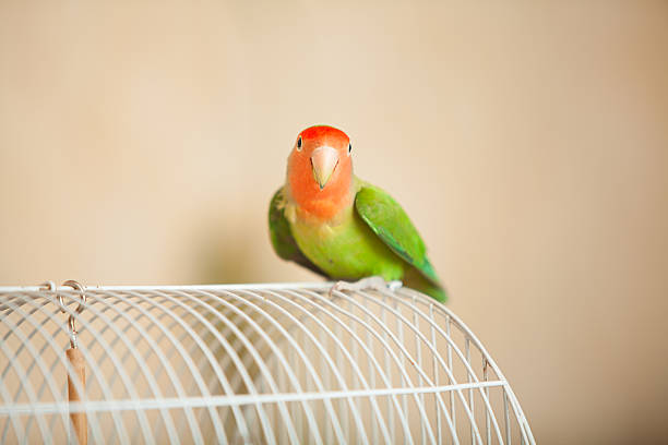 istock beautiful  parrot lovebird sitting 597676130