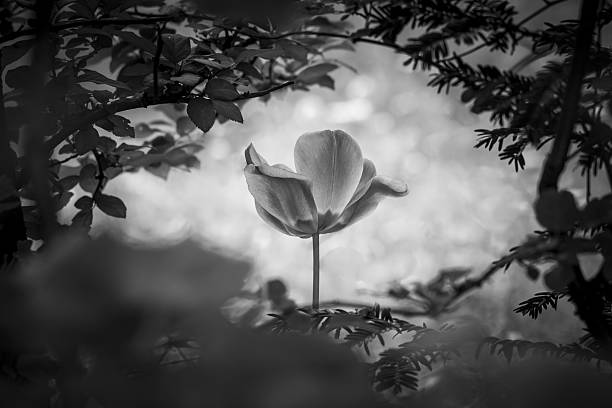 istock Tulip resurrection in black and white for peace love hope 597676182