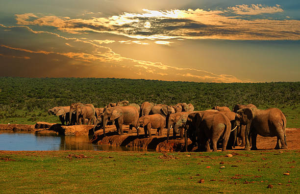 gruppe afrikanischer elefanten, die am wasserloch trinken - addo south africa southern africa africa stock-fotos und bilder