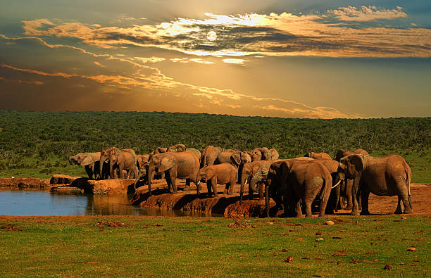 Group of African elephant drinking at the water hole stock photo