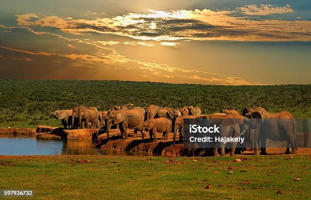 Group Of African Elephant Drinking At The Water Hole Stock Photo - Download Image Now