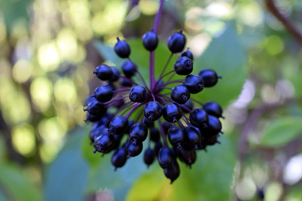 acanthopanax senticosus - ginseng photos et images de collection