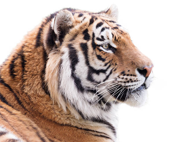 гордая tiger - tiger animal endangered species human face стоковые фото и изображения