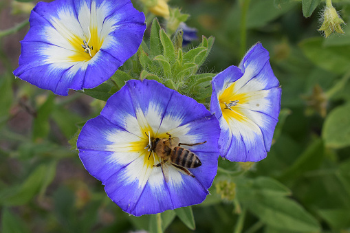 Closeup of bee on Convolvulus tricolor flower.