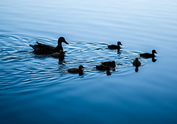 A mother duck and her ducklings swimming across a river at dusk.